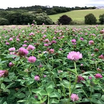 Red clover extract source of formononetin Red clover extract source of formononetin