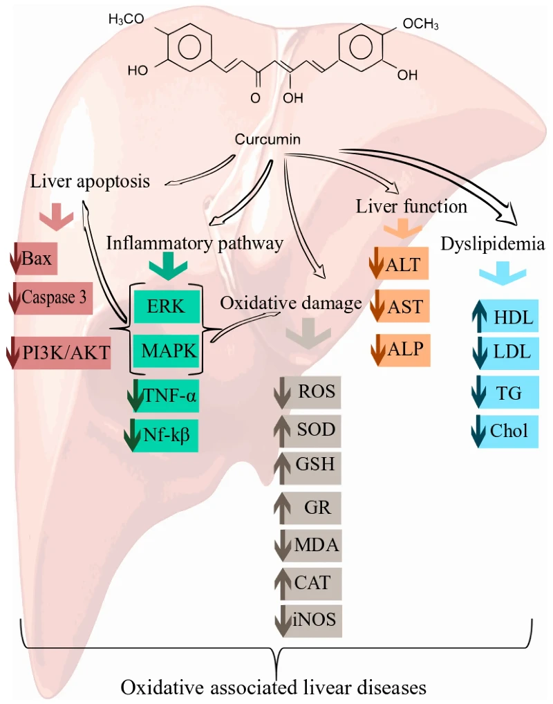 curcumin for liver curcumin for liver